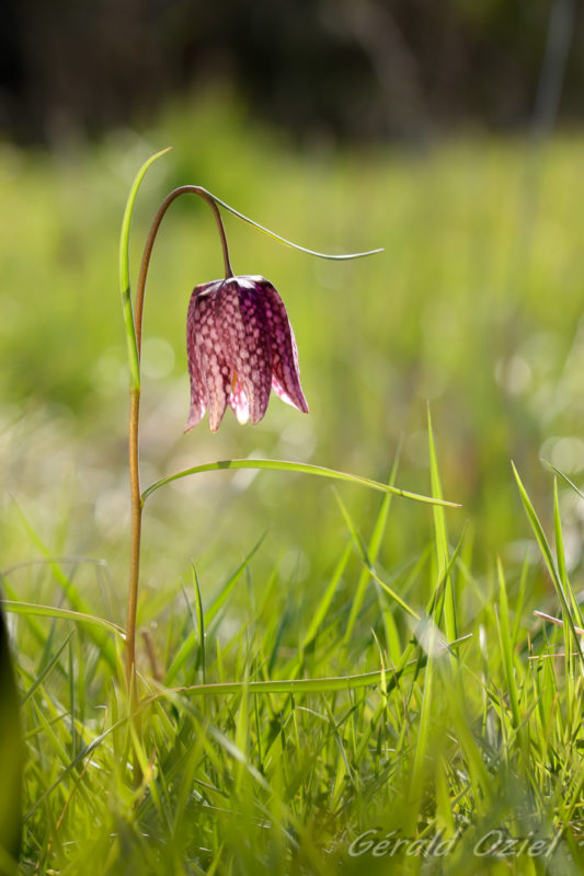 Fritilaire pintade que l&apos;on trouve dans les zones humides