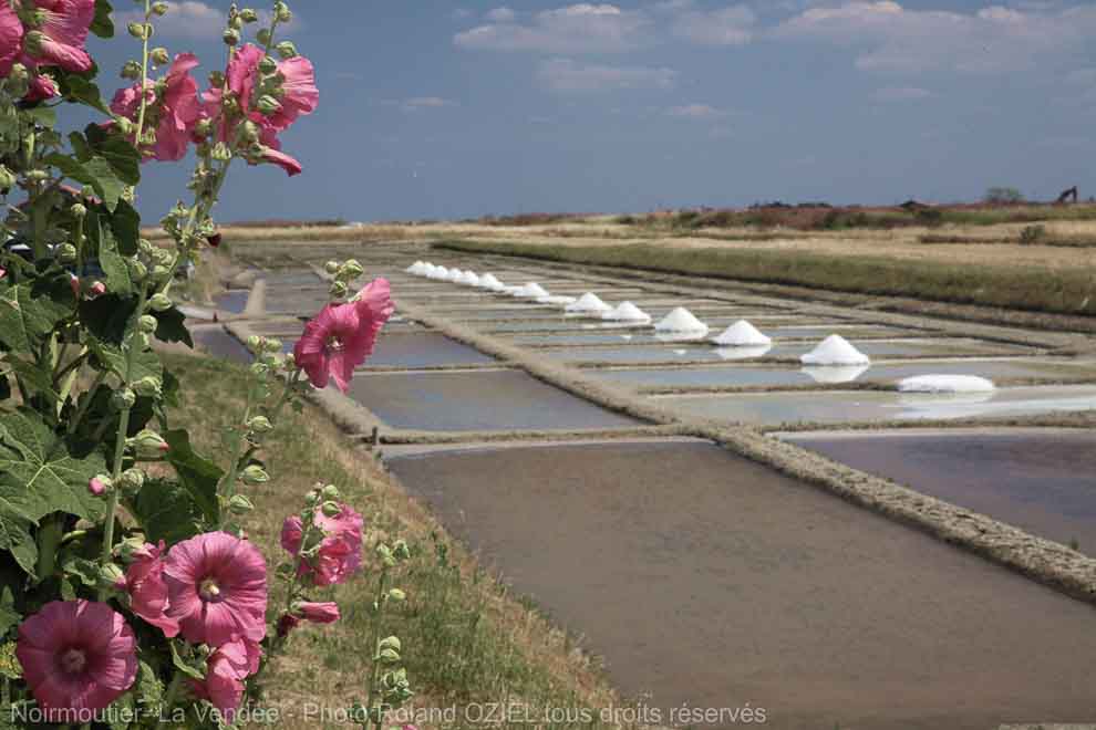 Ile de noirmoutier les marais salants et la récolte du sel