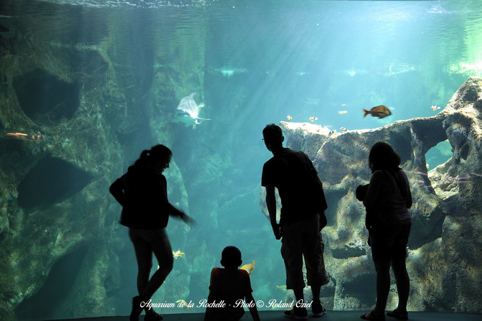 Aquarium de la rochelle