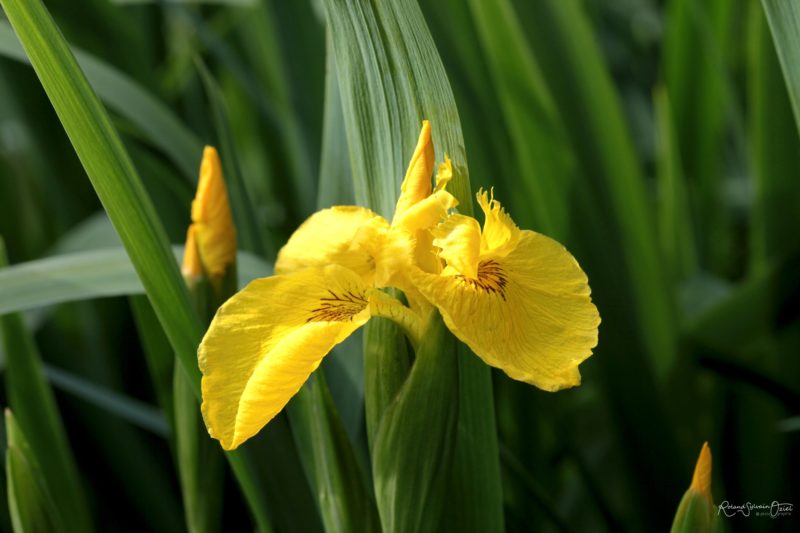 Iris jaune au coeur du marais dans la Venise Verte