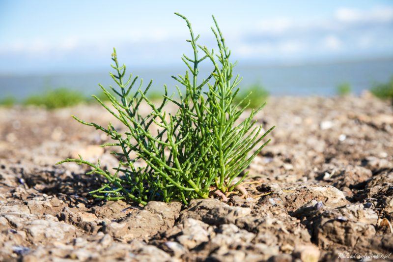 La salicorne plante typique du marais